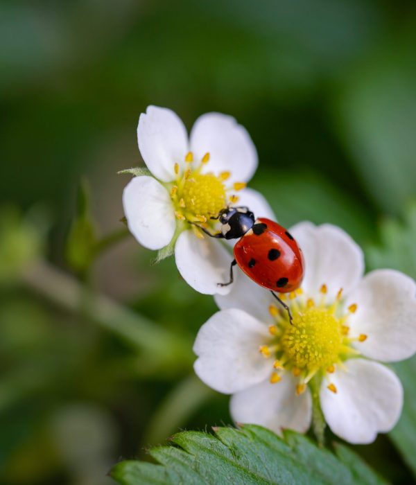 Ledybug insect on strawberry flowers Ledybug insect on forest strawberry flowers against green background. Summer concept. Nature background. Macro shot